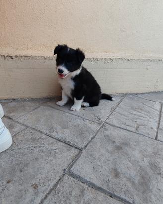 cuccioli di border collie