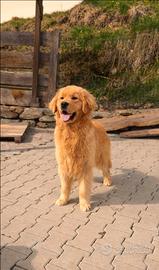 Golden Retriever Americano disponibile per monta