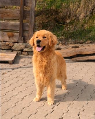 Golden Retriever Americano disponibile per monta