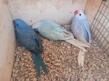 Parrocchetti dal collare