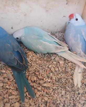 Parrocchetti dal collare
