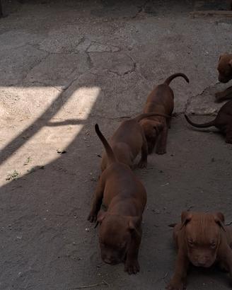 Pitbull pit bull ukc