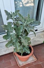 Kalanchoe Beharensis