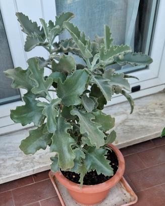 Kalanchoe Beharensis