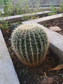 cuscino della suocera - Echinocactus