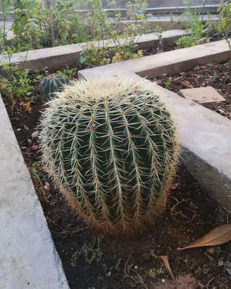 cuscino della suocera - Echinocactus