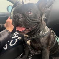 Disponibili per monta