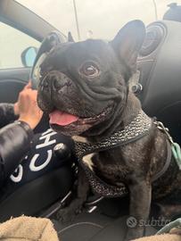 Disponibili per monta