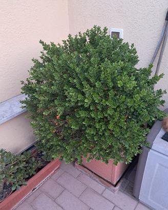Pianta bosso