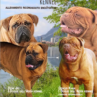 Dogue de bordeaux