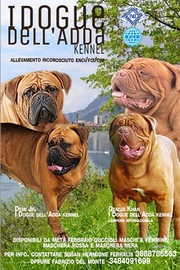 Dogue de bordeaux