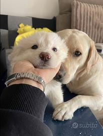Cucciolo femmina golden labrador
