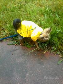 impermeabile per cani di piccola taglia 