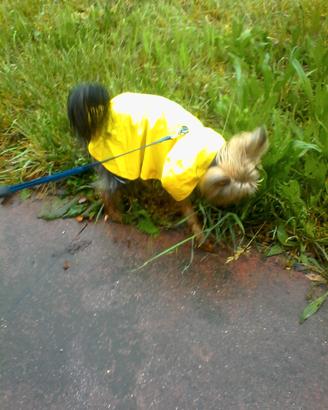 impermeabile per cani di piccola taglia 