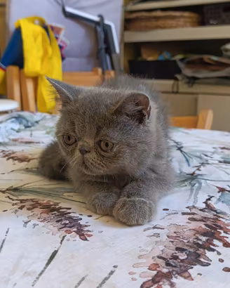 Gatto persiano