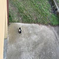 Gatto smarrito