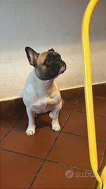 Bulldog francese