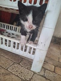 Gattino appena svezzato