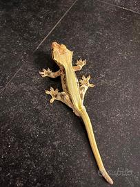 Animal