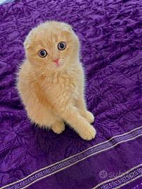 Scottish fold