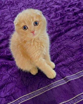 Scottish fold