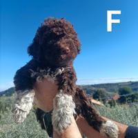 Lagotto Romagnolo con Pedigree