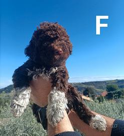 Lagotto Romagnolo con Pedigree