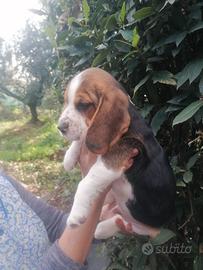 Beagle