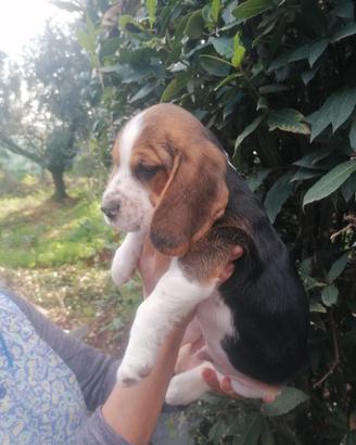 Beagle