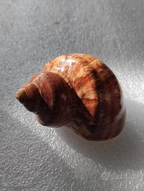 Conchiglia Turbo Petholatus 