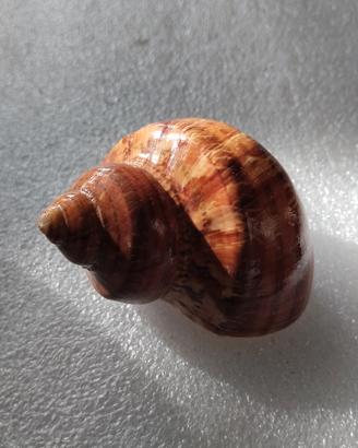 Conchiglia Turbo Petholatus 
