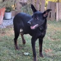 Black, elegante meticcio di 11 mesi, tg.media