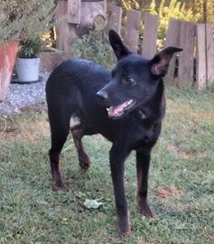 Black, elegante meticcio di 11 mesi, tg.media