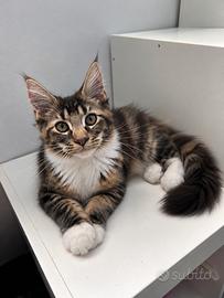 Maine Coon femmina Nana tartarugata nera con taby