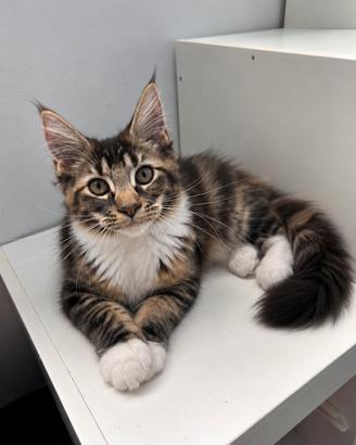 Maine Coon femmina Nana tartarugata nera con taby