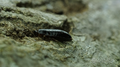 Paraplecta minutissima, blatta da pasto