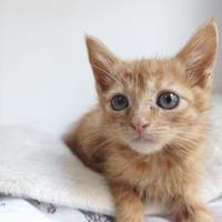Gattino di due mesi in adozione