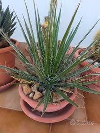 AGAVE, Filifera,rara,.
