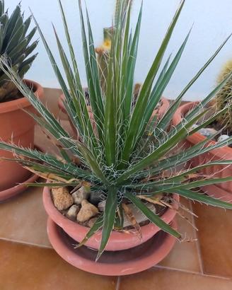 AGAVE, Filifera,rara,.