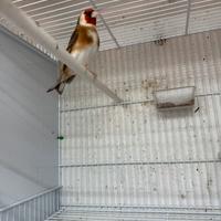 Cardellino Mayor 2024