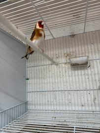 Cardellino Mayor 2024