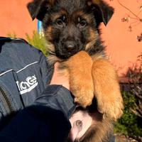 Cucciolo maschio pastore tedesco