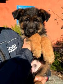 Cucciolo maschio pastore tedesco