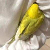 Pulli cococrite giovani coppia