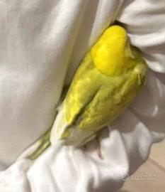 Pulli cococrite giovani coppia