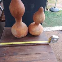 Zucchine ornamentali Sarde 