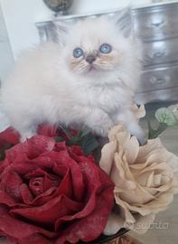 Scottish fold e straght