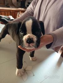 boxer