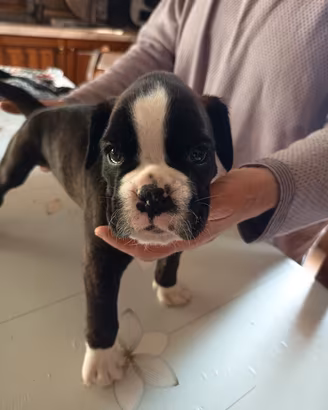 boxer
