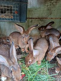 Conigli LEPRINI DI VITERBO